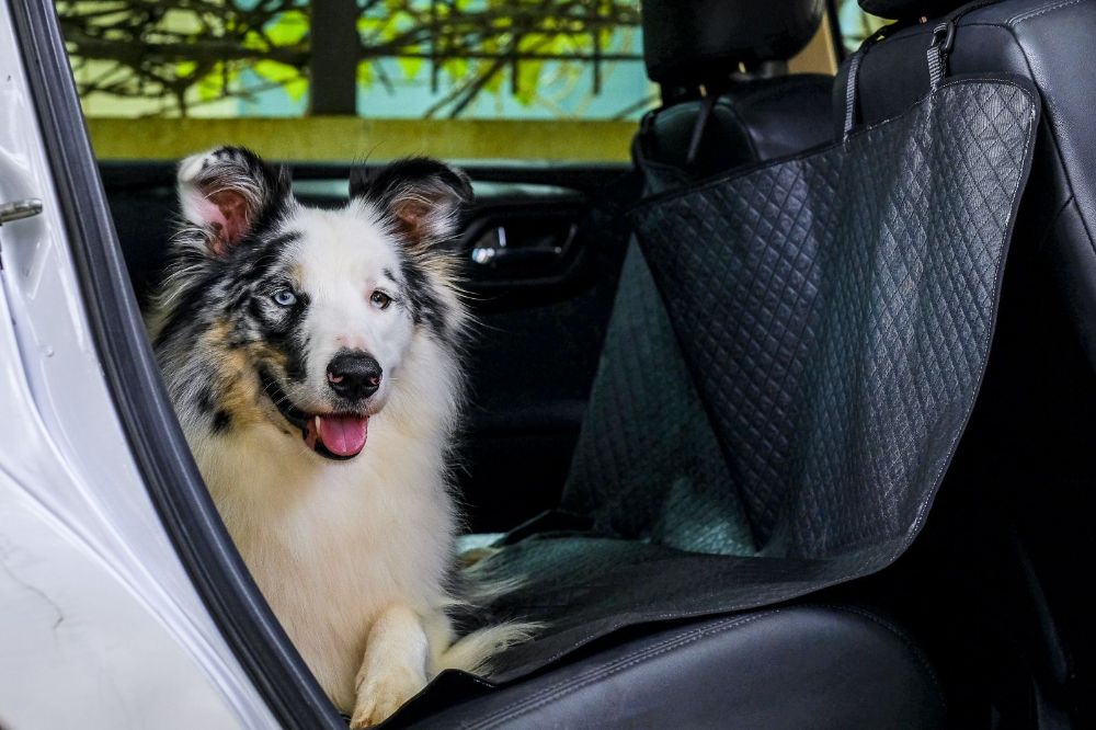 Foto Cachorro Viagem Protetor de Carro Nápoli Ridelf