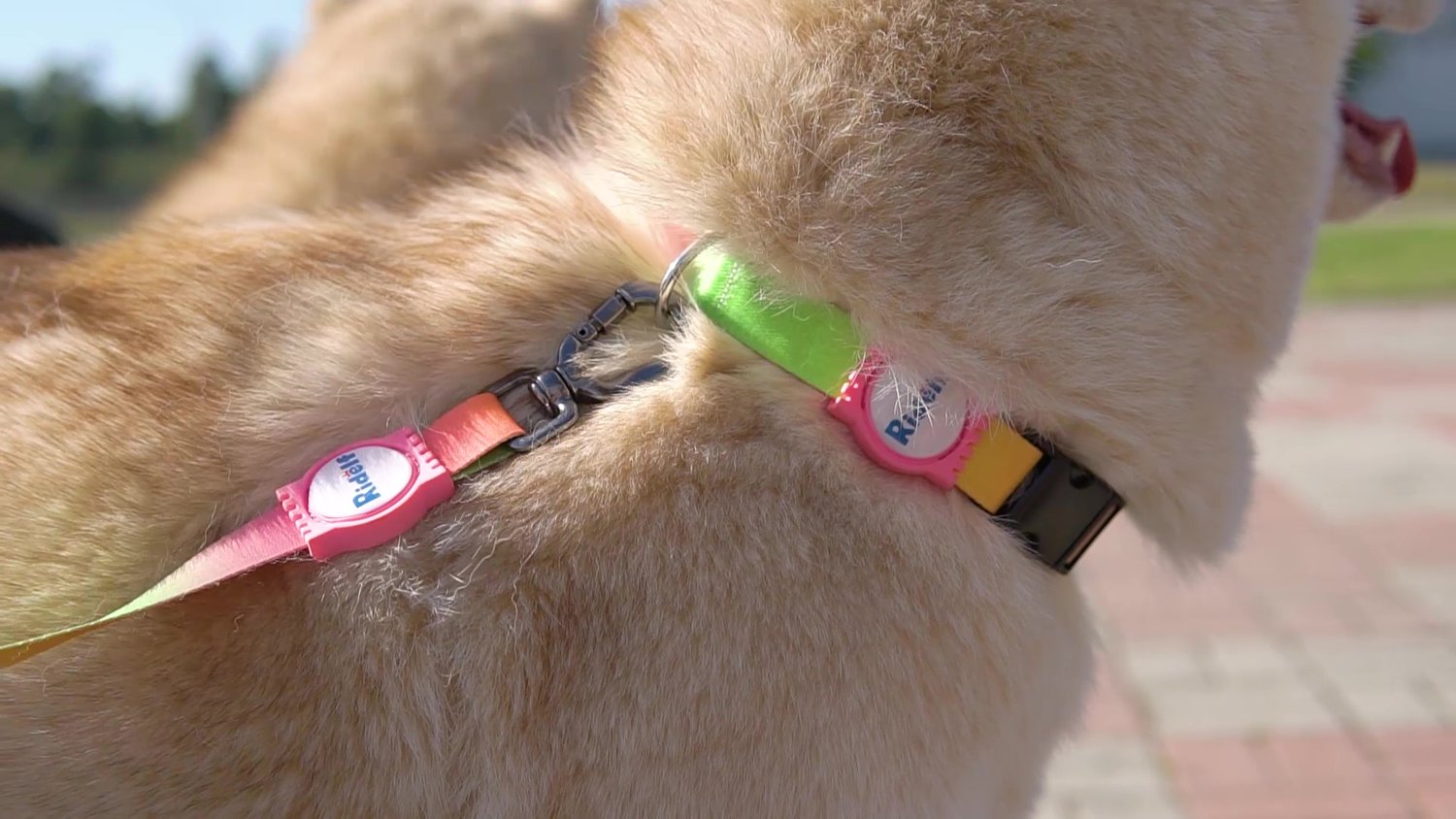 Coleira com Guia para Cachorros e Gatos Modelo Poly Tie Dye Neon