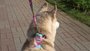 Coleira com Guia para Cachorros e Gatos Modelo Poly Tie Dye Star
