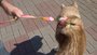 Peiteira com Guia para Cachorros e Gatos Modelo Poly Tie Dye Neon