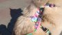 Peiteira com Guia para Cachorros e Gatos Modelo Poly Tie Dye Star