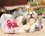 Cama para Cachorro e Gato Modelo Retangular Princesa Com Laço